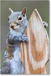 GraySquirrel_Virginia_2016Apr1DXA3580 copy