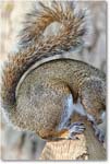 GraySquirrel_Virginia_2016Apr1DXA3815 copy