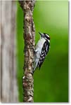 WoodpeckerDowny_Virginia_2016May_3DXA0184 copy