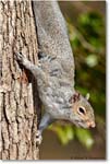 GraySquirrel_Virginia_2018Apr_3DXA4791 copy