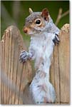 Squirrel_Virginia_2020Apr_3DXA3759 copy