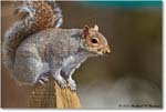 Squirrel_Virginia_2020Mar_3DXA3548 copy