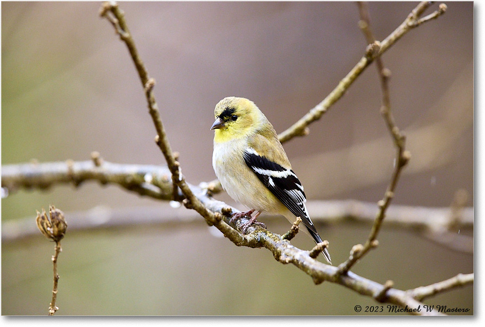 Goldfinch_Backyard_2023Feb_R5B09549 copy