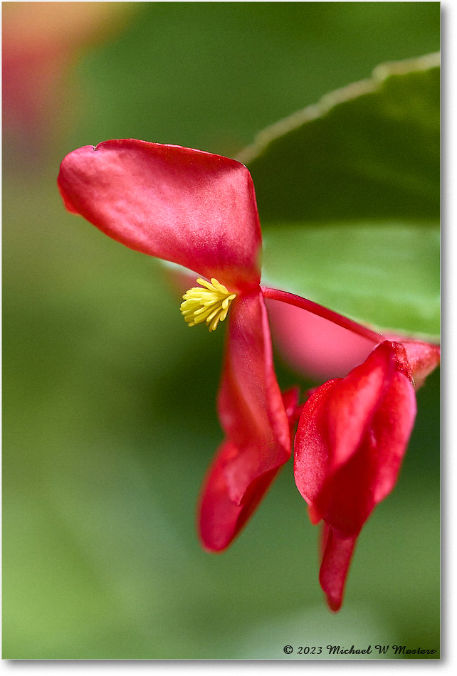 RedFlower_Backyard_2023Jul_R5A20944 copy