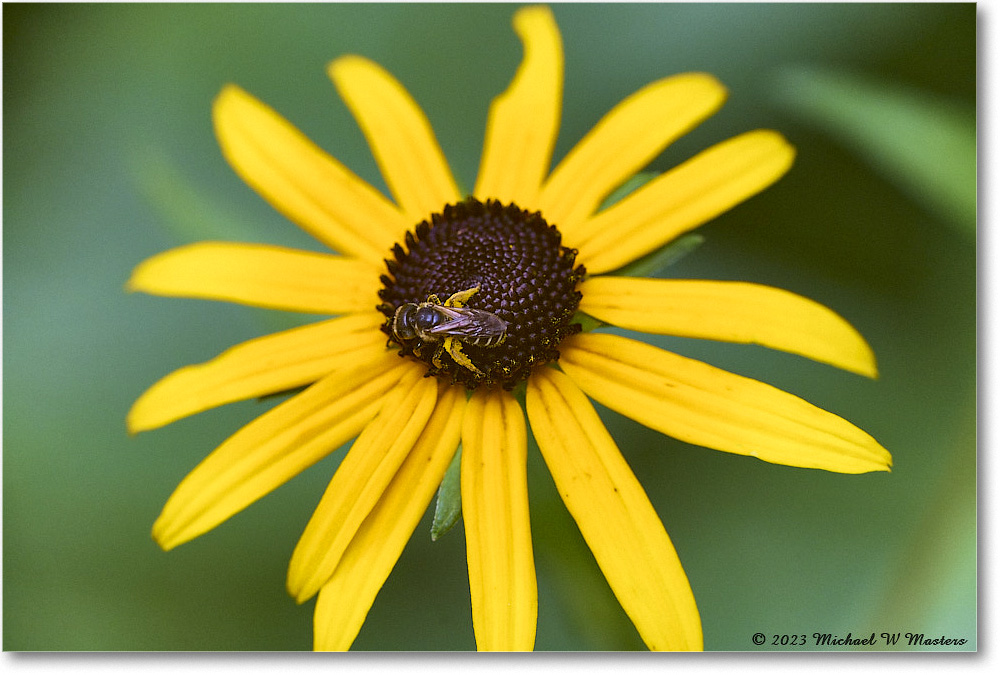 BlackEyedSusans_Backyard_2023Jul_R5A20942 copy