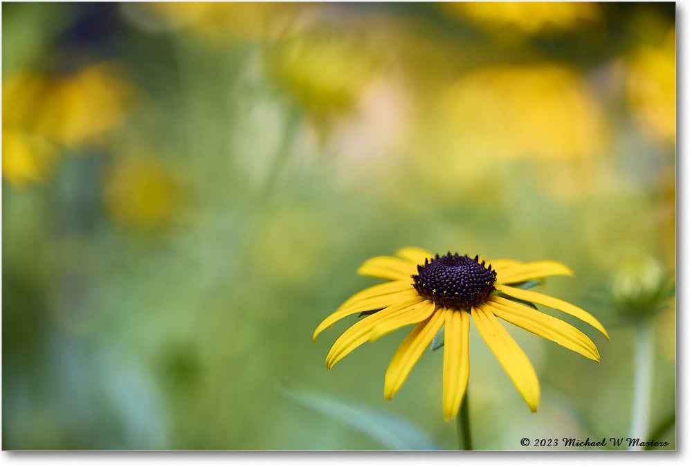 BlackEyedSusans_Backyard_2023Jul_R5B12142 copy