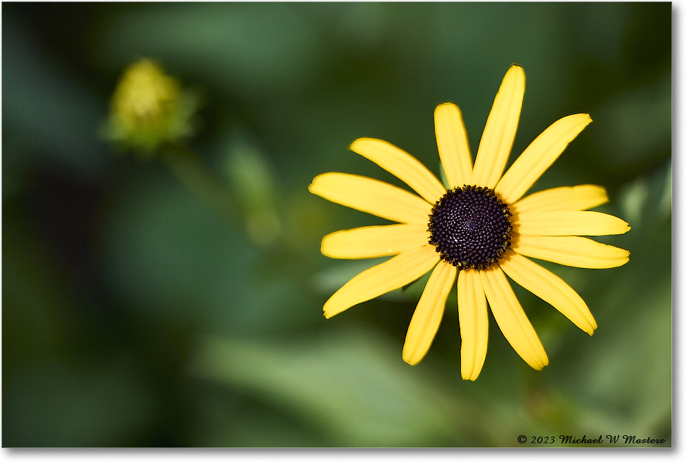 BlackEyedSusans_Backyard_2023Jul_R5B12143 copy