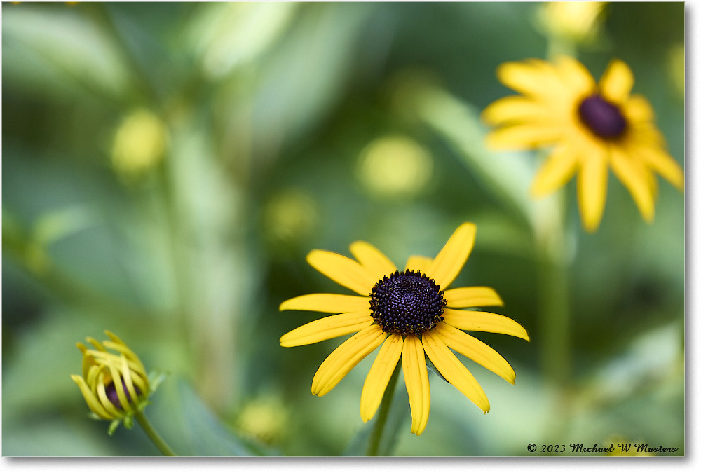 BlackEyedSusans_Backyard_2023Jul_R5B12145 copy