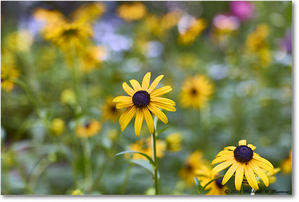 BlackEyedSusans_Backyard_2023Jul_R5B12177 copy