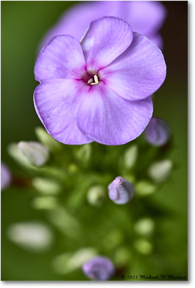 Impatiens&Flox_Backyard_2023Jul_R5A20946 copy