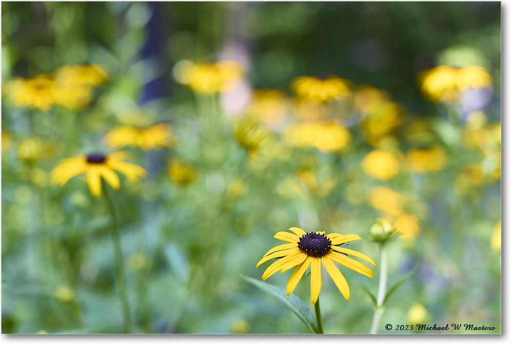 BlackEyedSusans_Backyard_2023Jul_R5B12140 copy