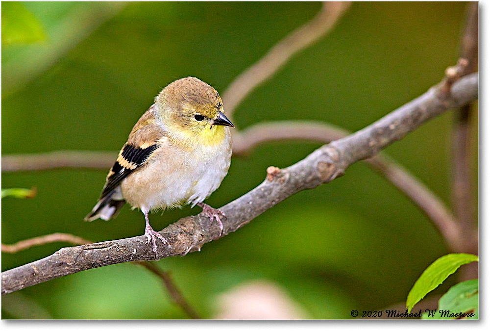 GoldFinch_2020Oct_R5B00285 copy