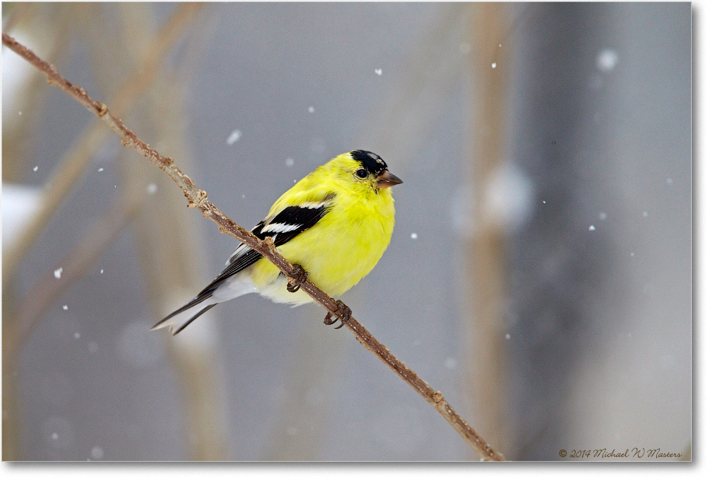 Goldfinch-Virginia-2014Mar-1DXA0079