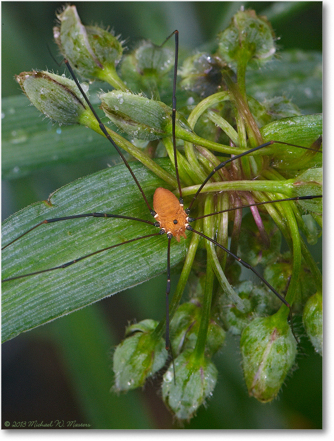 GrandaddyLongLegs-Virginia-2013Spring_S3A6891