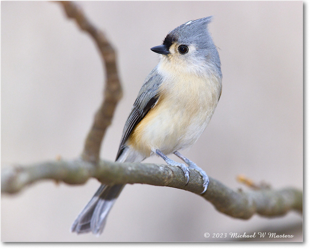 Titmouse_Backyard_2023Dec_R5B14321 copy