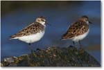 SemiPalmatedSandpipers_PortMahonDE_2005May_1Ds2_E0K3942 (CE)