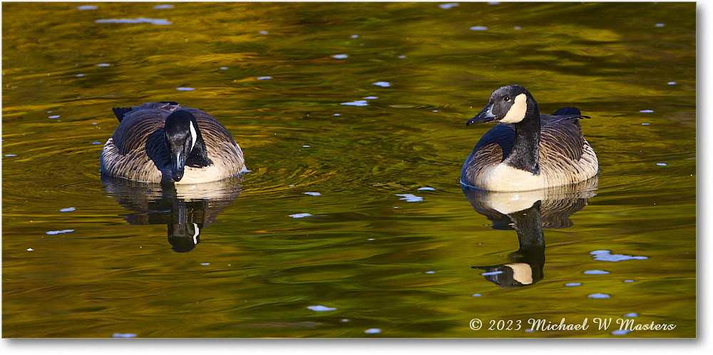 CanadaGeese_RappahannockRiver_2023Oct_R5A21742 copy