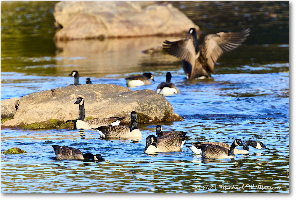 CanadaGeese_RappahannockRiver_2023Oct_R5A21952 copy