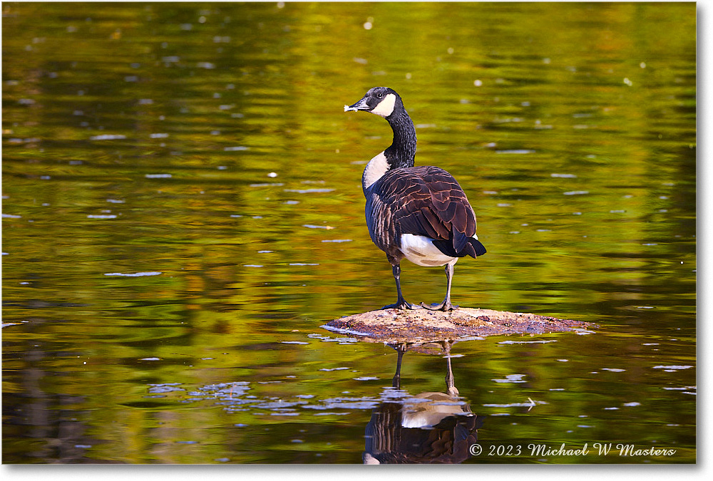 CanadaGoose_RappahannockRiver_2023Oct_R5A21539 copy