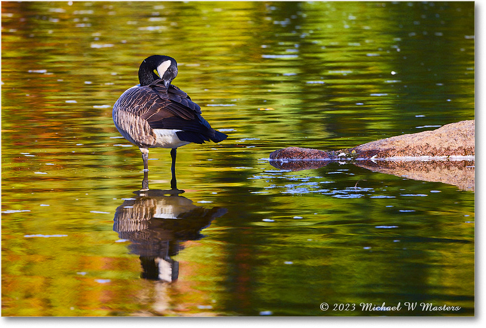 CanadaGoose_RappahannockRiver_2023Oct_R5A21545 copy