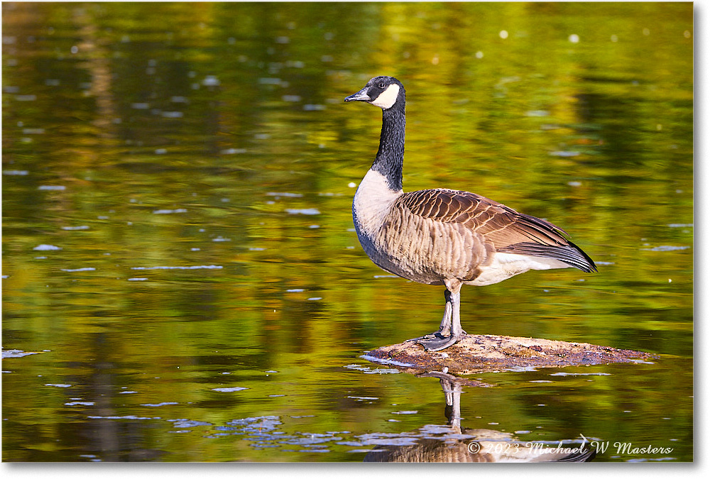 CanadaGoose_RappahannockRiver_2023Oct_R5A21549 copy