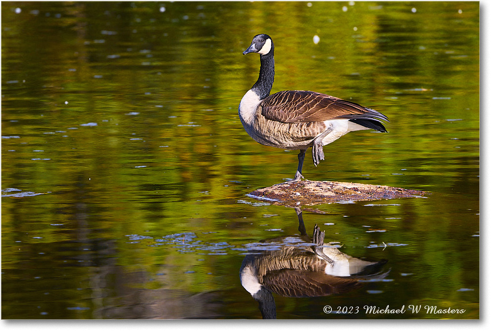 CanadaGoose_RappahannockRiver_2023Oct_R5A21562 copy