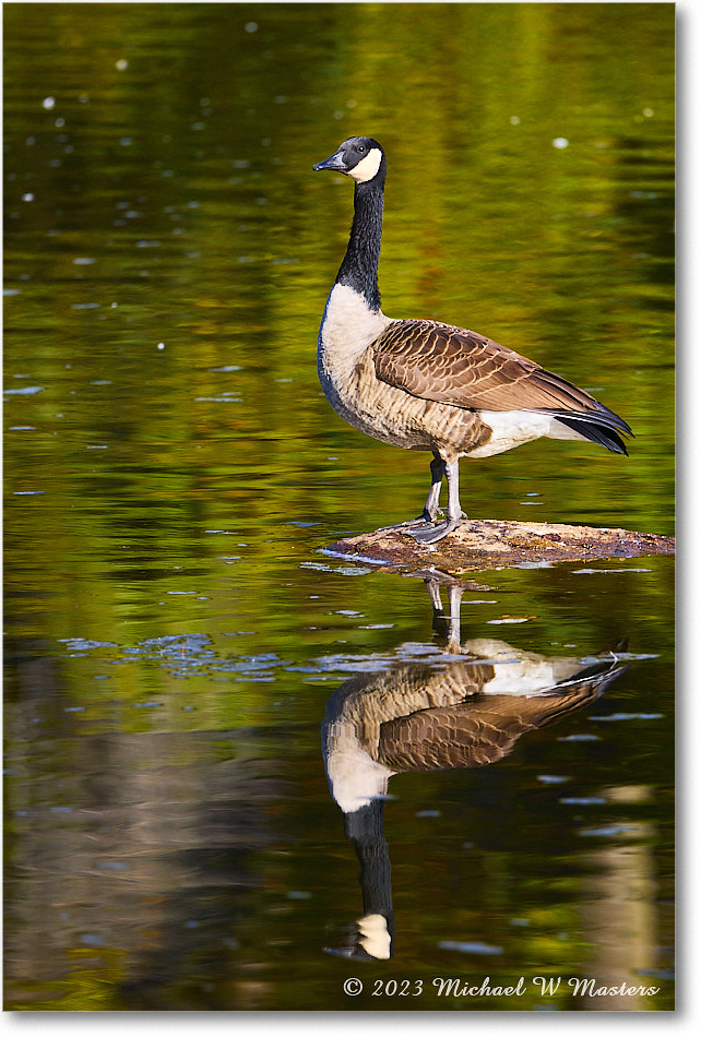 CanadaGoose_RappahannockRiver_2023Oct_R5A21565 copy