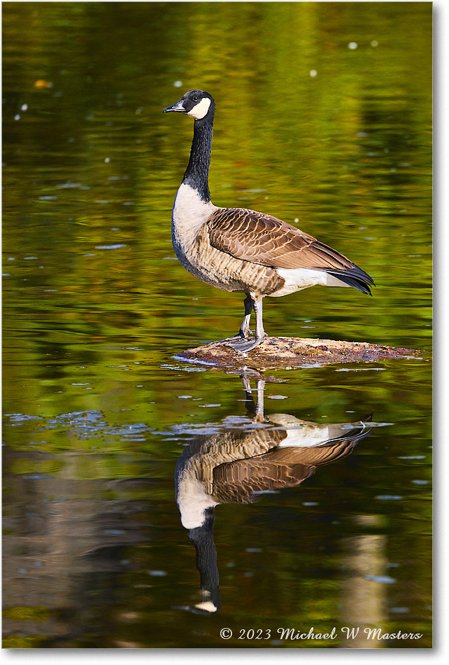 CanadaGoose_RappahannockRiver_2023Oct_R5A21570 copy