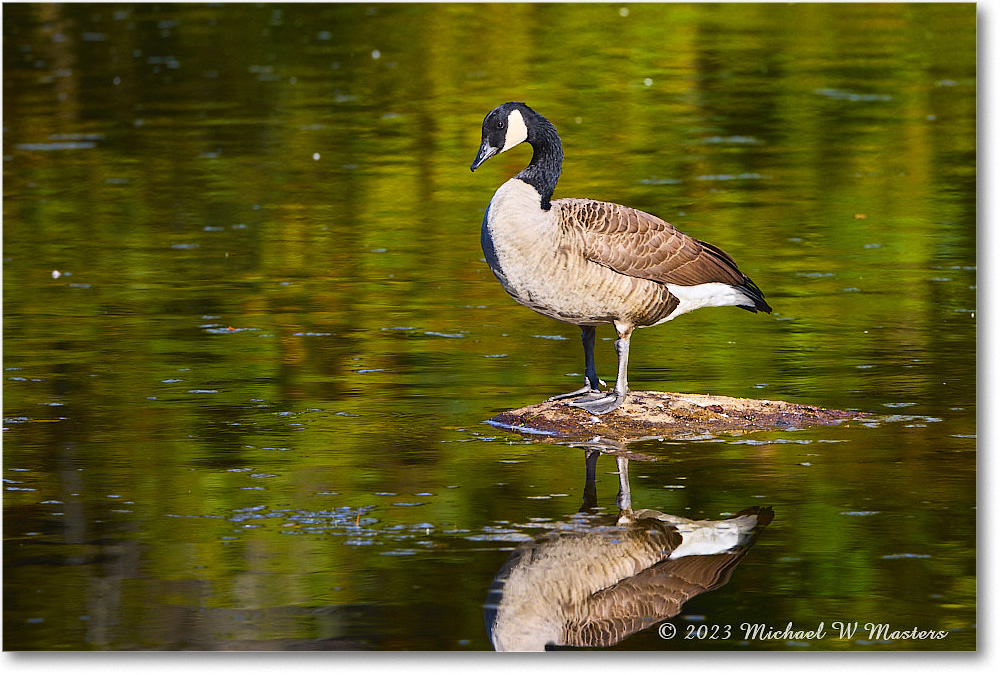 CanadaGoose_RappahannockRiver_2023Oct_R5A21593 copy