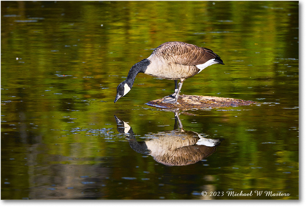 CanadaGoose_RappahannockRiver_2023Oct_R5A21597 copy