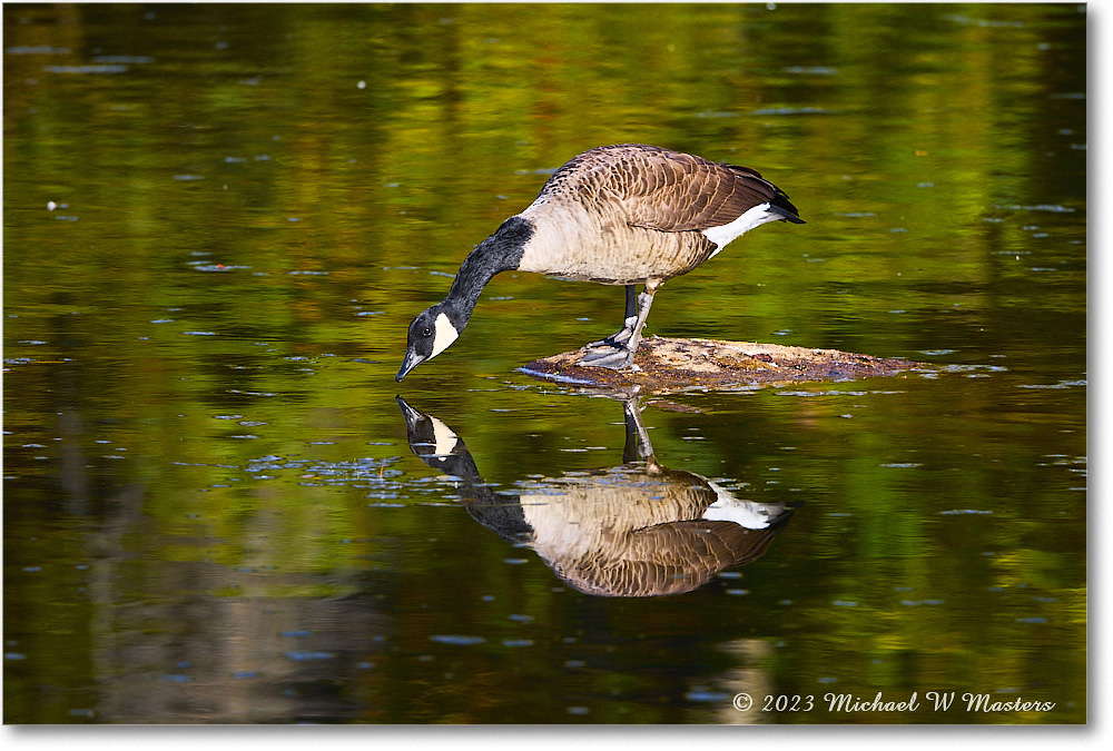 CanadaGoose_RappahannockRiver_2023Oct_R5A21598 copy