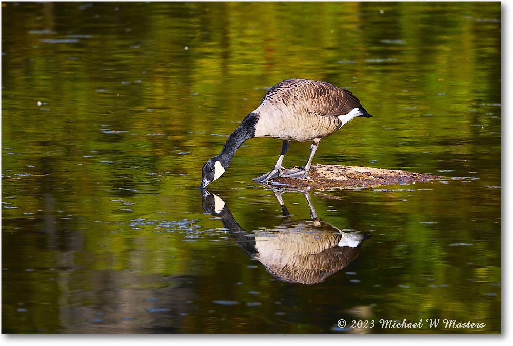 CanadaGoose_RappahannockRiver_2023Oct_R5A21600 copy