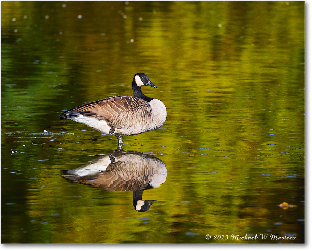 CanadaGoose_RappahannockRiver_2023Oct_R5A21657 copy