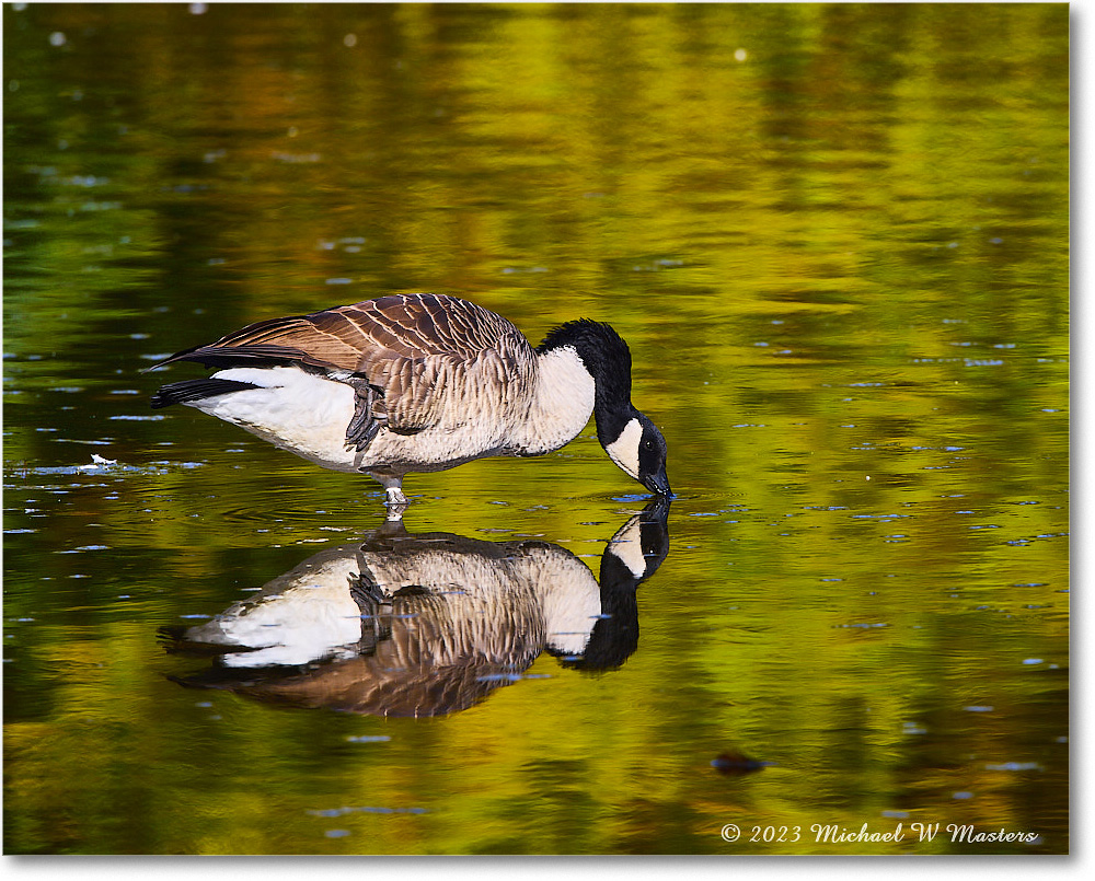 CanadaGoose_RappahannockRiver_2023Oct_R5A21676 copy