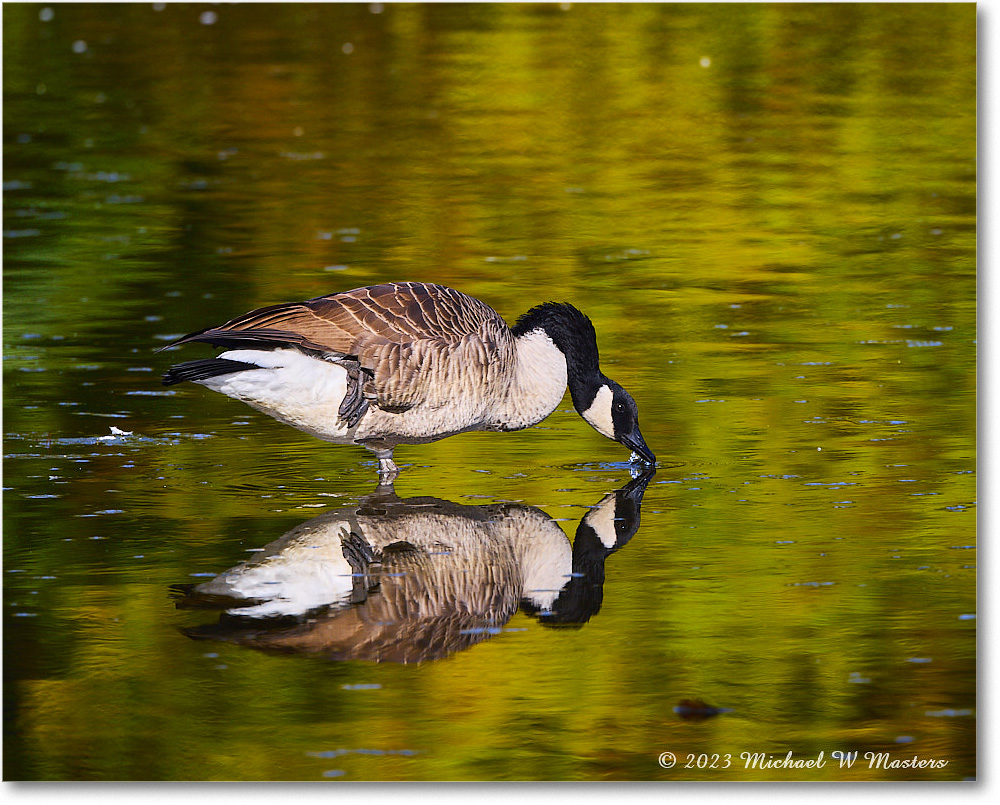 CanadaGoose_RappahannockRiver_2023Oct_R5A21677 copy