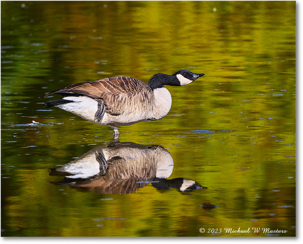 CanadaGoose_RappahannockRiver_2023Oct_R5A21680 copy