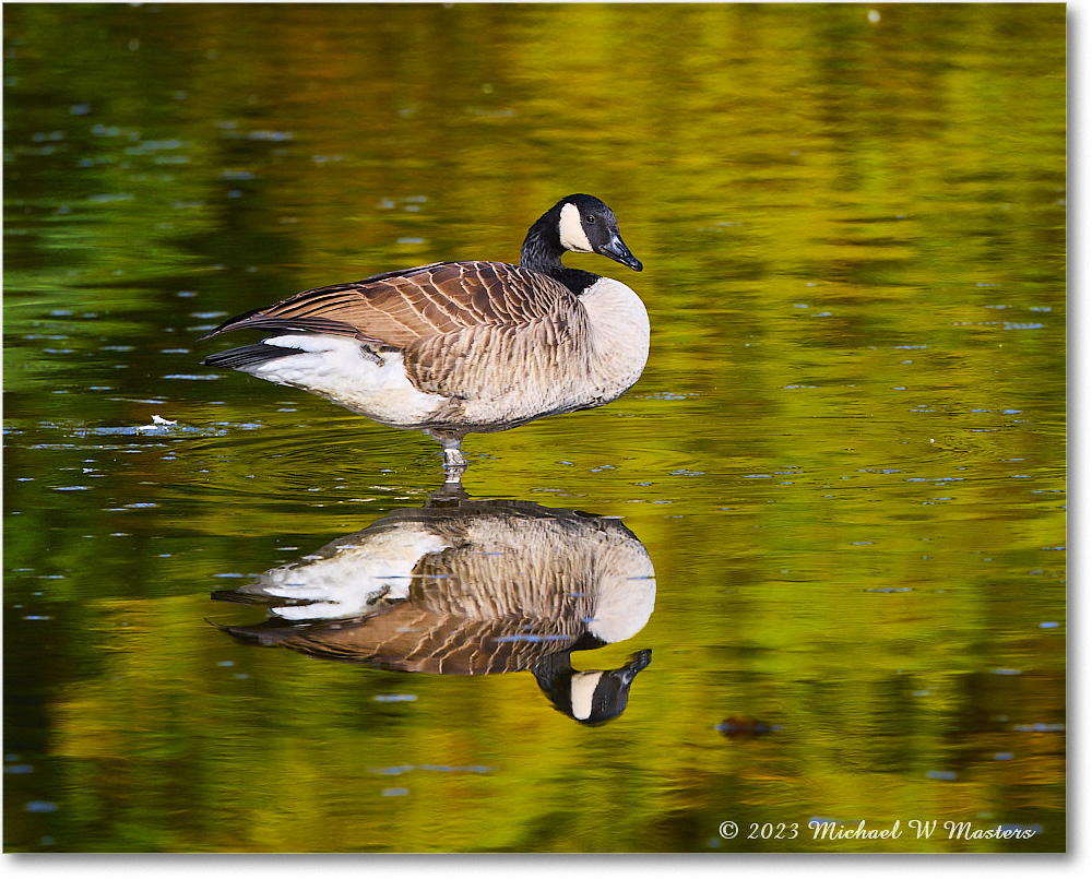 CanadaGoose_RappahannockRiver_2023Oct_R5A21694 copy