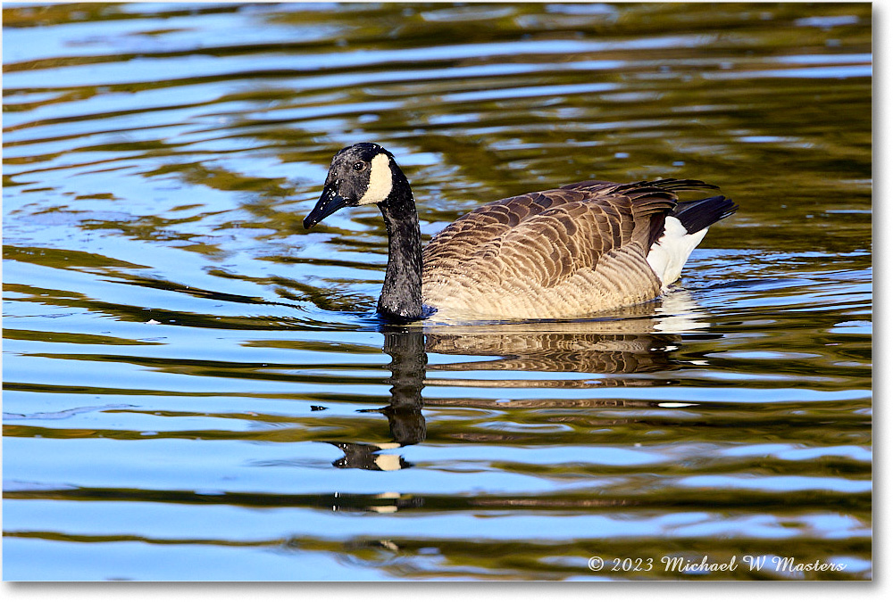 CanadaGoose_RappahannockRiver_2023Oct_R5A21804 copy