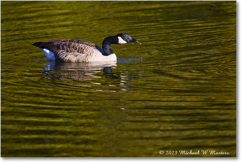 CanadaGoose_RappahannockRiver_2023Oct_R5A21926 copy