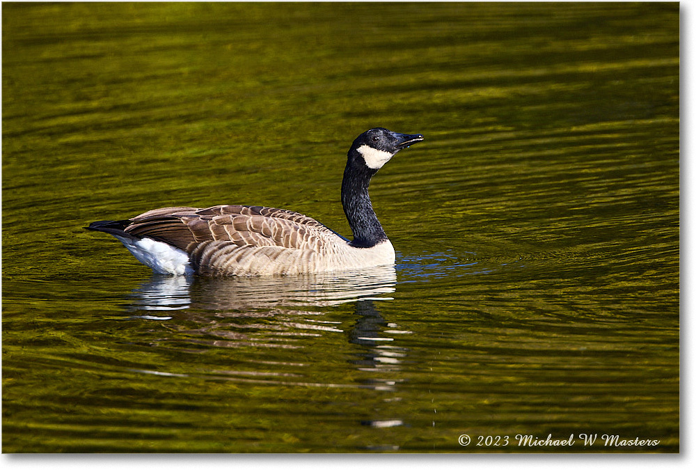 CanadaGoose_RappahannockRiver_2023Oct_R5A21928 copy