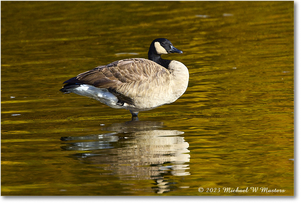 CanadaGoose_RappahannockRiver_2023Oct_R5A21971 copy