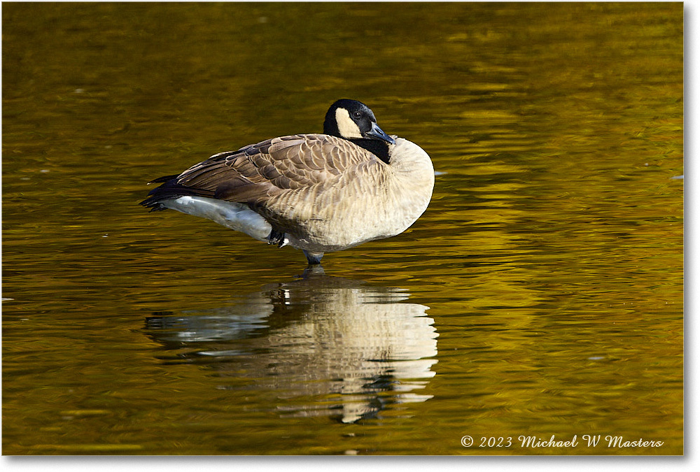 CanadaGoose_RappahannockRiver_2023Oct_R5A21989 copy