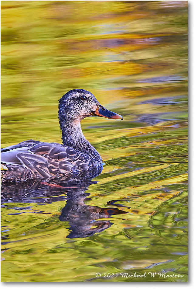 Mallard_RappahannockRiver_2023Oct_R5A21518 copy