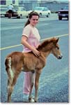Foal&Friend_ChincoNWR_1990Jun_K29 copy
