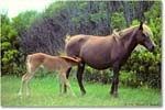 Pony&Foal_ChincoNWR_1990Jun_K32 copy