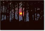 SunsetTrees_ChincoNWR_1992Jun_K18 copy