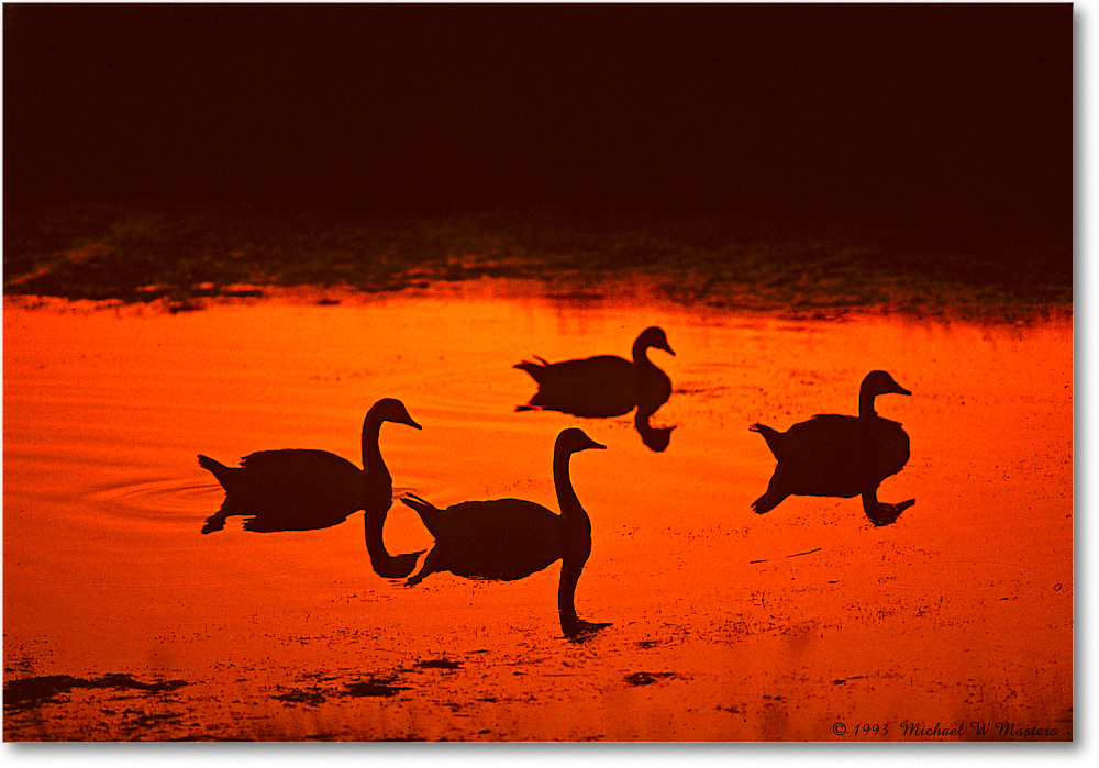 CanadaGeese4Silhouette_ChincoNWR_1993Jun_V34 copy