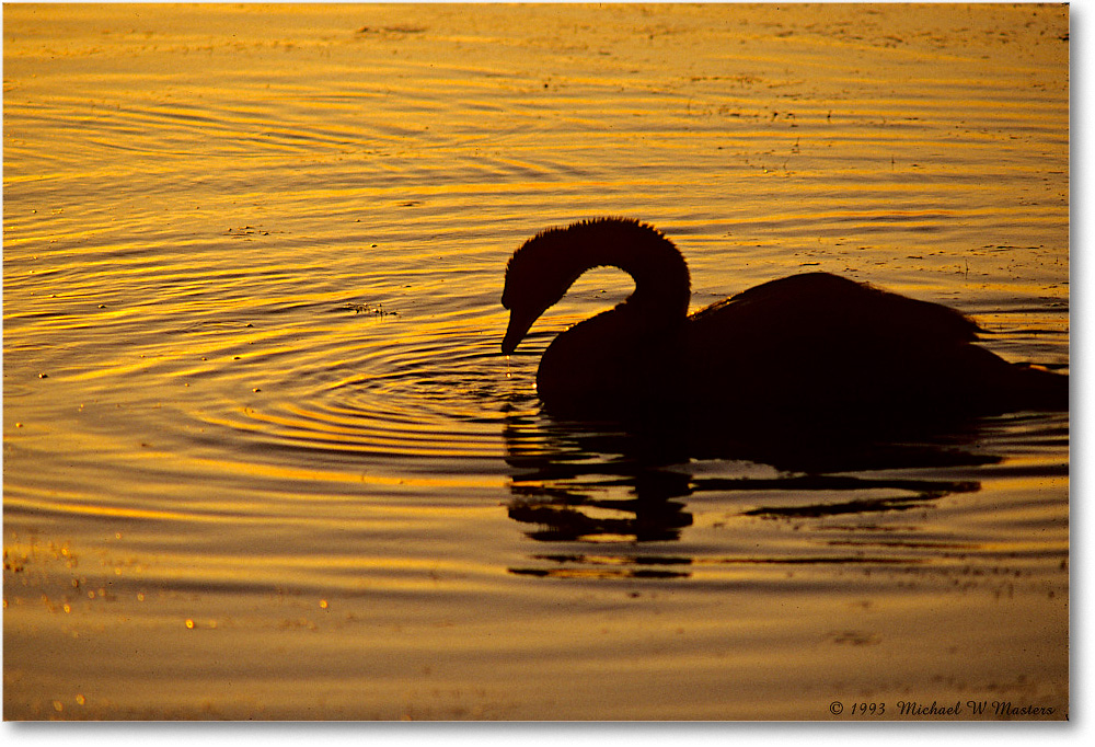 CanadaGooseSilhouette_ChincoNWR_1993Jun_V34 copy