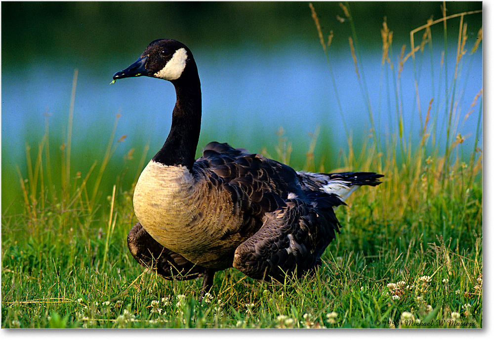 CanadaGoose_ChincoNWR_1993Jun_F25 copy