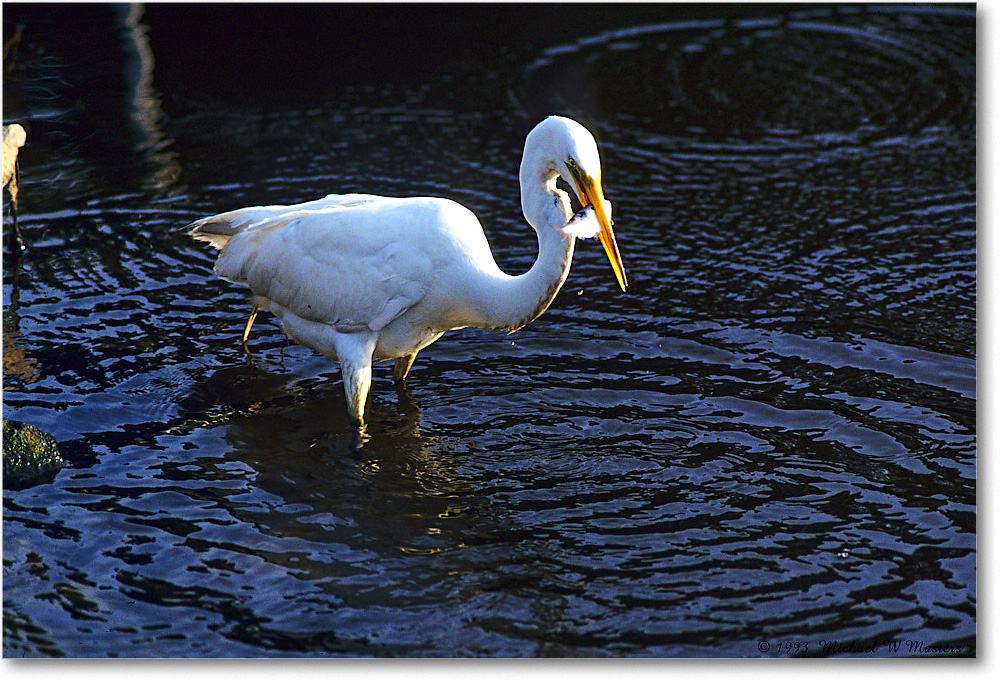 GreatEgret&Fish_ChincoNWR_2003Jun_F31 copy